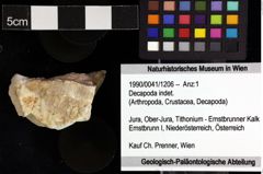 Foto (Objket + Etiketten) von Decapoda indet. 